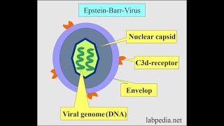 Epstein Barr Virus and Infectious Mononucleosis [upl. by Coop]