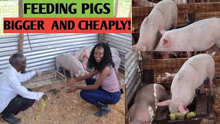 How PIGLETS Grow Bigger In One Month Best Feeds You NEED To BUY Mixed Free Range Farming [upl. by Tychon72]