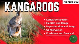 Kangaroos Australias Iconic Marsupials  The Wonders of Nature All About Kangaroos Facts for Kids [upl. by Araccat]