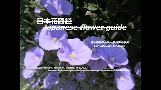 青い煌めき？！Blue glitter  コンボルブルス・サバティウス Convolvulus sabatius 季節の花 日本花図鑑 Japanese flower guide [upl. by Hirsh93]