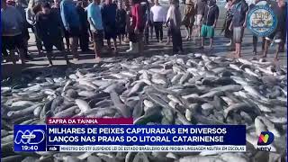 Safra da Tainha milhares de peixes capturados em diversos lanços nas praias do litoral catarinense [upl. by Rivers]