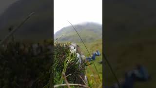 Taking a break from extreme botanising Alpine flowers living on the edge in SNOWDONIA [upl. by Kinnard]