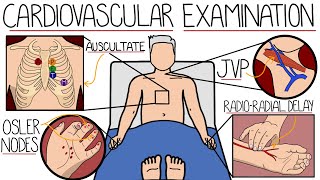 The Cardiovascular System Examination [upl. by Neil828]