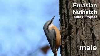 Nuthatch  Eurasian Nuthatch Bird Call and Pictures for Teaching [upl. by Jacquet]