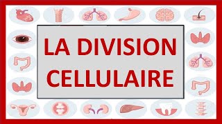 🔴CYTOLOGIE  LA DIVISION CELLULAIRE MITOSE ET MÉIOSE  et noyau interphasique [upl. by Aihsot]