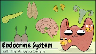 Endocrine System [upl. by Yelserp]