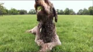 dogs 101 labradoodle [upl. by Elsbeth]