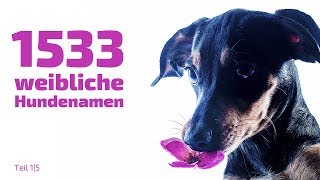 1533 beliebte und schöne weibliche Hundenamen 1 ❤ ❤ ❤ [upl. by Togram]