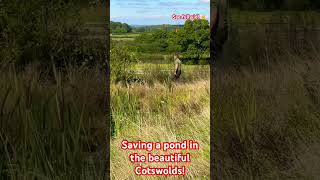 SAVING A BEAUTIFUL COTSWOLD POND garden hedgecutting horses cotswolds veteran stihl military [upl. by Dionisio63]