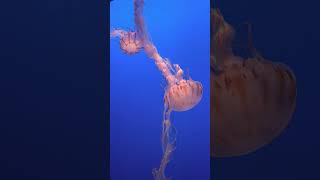 Lions Mane Jellyfish Cyanea capillata [upl. by Kailey]