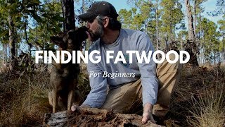 Finding Fatwood for Beginners [upl. by Norreht]