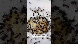 Rice and Chicken Eating Ant 2024 shorts asmr [upl. by Notsruht]