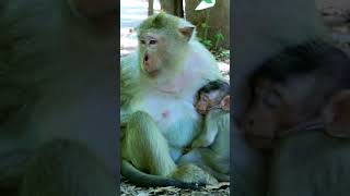 Baby With Mommy So Cute  Monkeys Zone [upl. by Javler]