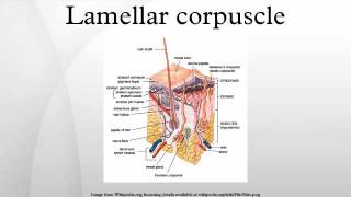 Lamellar corpuscle [upl. by Monia]