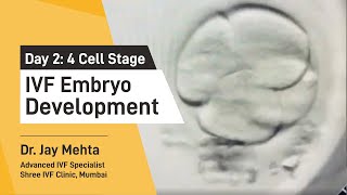 IVF Embryo DevelopmentDay 2  Embryo Journey 4 Cell Stage  Time Lapse Imaging Part 2 Dr Jay Mehta [upl. by Hidie439]