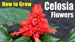 How to Grow Celosia Annual Flowers  Gardening story [upl. by Kaitlyn998]