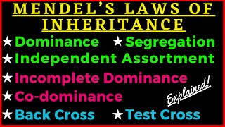 Mendels 3 Laws of Inheritance Dominance Segregation Independent Assortment Genetics Punnett Square [upl. by Hoj]