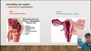 Reproductive system Introduction [upl. by Engud]