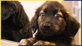 16 Amazingly ADORABLE German Shepherd Cross Golden Retriever Puppies ❤️ Shorts [upl. by Turley]