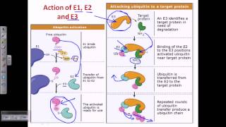 Ubiquitin and polyubiquitination [upl. by Rosita]