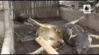 ProFauna helps animals victim of Merapi eruption [upl. by Yecaj542]