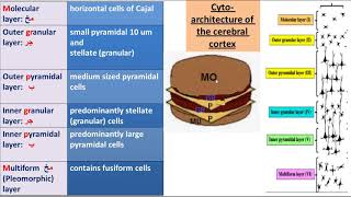 2 cerebrum and cerebellum [upl. by Ing775]