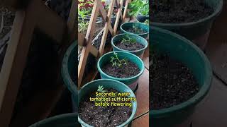 grow tomato plants increae yield 🍅🍅🍅with tipstrending shorts [upl. by Sid849]