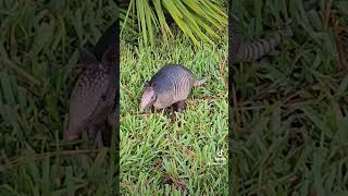 Ninebanded armadillo armadillo floridaarmadillo wildlife wildflorida shorts [upl. by Omolhs]