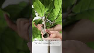 Ficus lyrata artificial plant [upl. by Lennad]