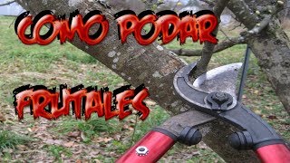 Como Podar Un Arbol Frutal  Cuidados Frutales  La Huertina De Toni [upl. by Jarus]