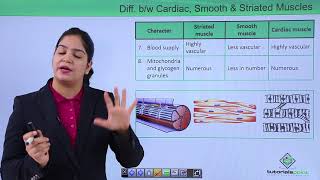 Class10th – Difference between cardiac smooth and striated muscles Hindi  Tutorials Point [upl. by Eiramannod]