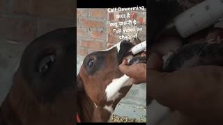 calf deworming full detail video on channel goldy dairy farm Punjab hf calf deworming cow deworming [upl. by Enaerb]