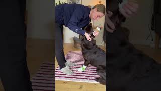 How to Clean Your Dog’s Ears at Home🐶 [upl. by Hewie]