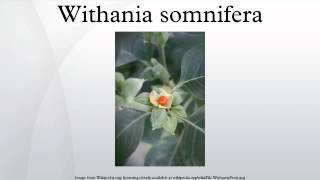 Withania somnifera [upl. by Wamsley949]