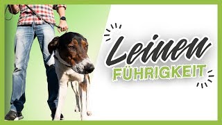 LEINENFÜHRIGKEIT ▶︎ 3 einfache Tipps wie es dein Hund schnell lernt [upl. by Bernardo]