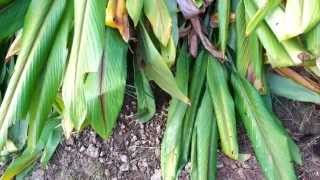 Black Tumeric Root  Curcuma Caesia Rhizomes [upl. by Warenne]