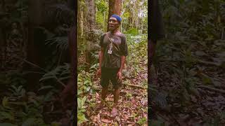 Papuan tribe song MeraukePapua papua trendingshorts shorts [upl. by Shere]