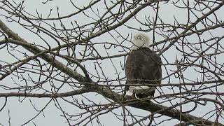 122923 Bald Eagle Tukwila Wa 6536159 [upl. by Joice400]