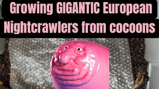 Growing GIGANTIC European Nightcrawlers from cocoons [upl. by Atsilac]