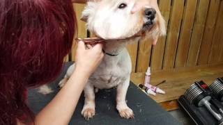 Trimming a westie head [upl. by Idnahr]