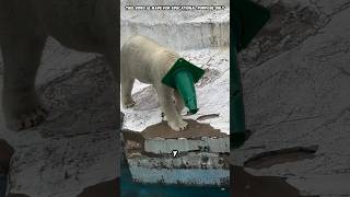 Por qué el Oso Polar se puso la caja en la cara y las Divies en el agua shortsvideo [upl. by Niu730]