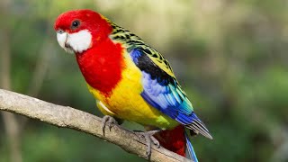 Eastern Rosella  A colorful visitor in my garden [upl. by Aidni]