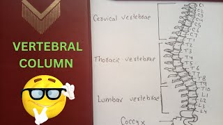 Easy Guide to Drawing the Vertebral Column  Step by Step tutorial [upl. by Elenaj]