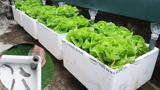 Turn Styrofoam Boxes Into A Small Garden To Grow Vegetables Easily On The Terrace [upl. by Gosnell262]