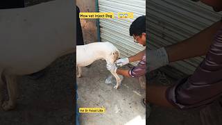 How vet treat pets drfaisallilla animals pet shorts short trending viralvideo song music [upl. by Mercier]