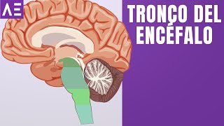 TRONCO DEL ENCÉFALO  ÁREAS DEL CEREBRO [upl. by Rico]