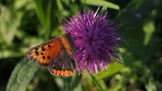 Small Copper Butterfly Lycaena phlaeas [upl. by Akapol]