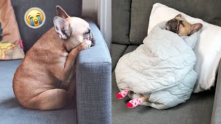 The Truth About Living With French Bulldogs [upl. by Eustatius]