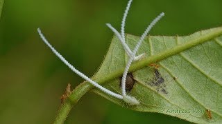 Spiral tailed Jumping Plant Lice from Ecuador [upl. by Avah]