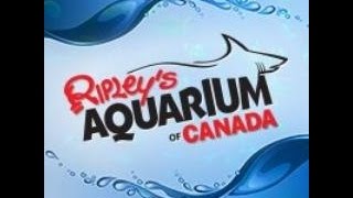 Ripley’s Aquarium of Canada [upl. by Salamanca]